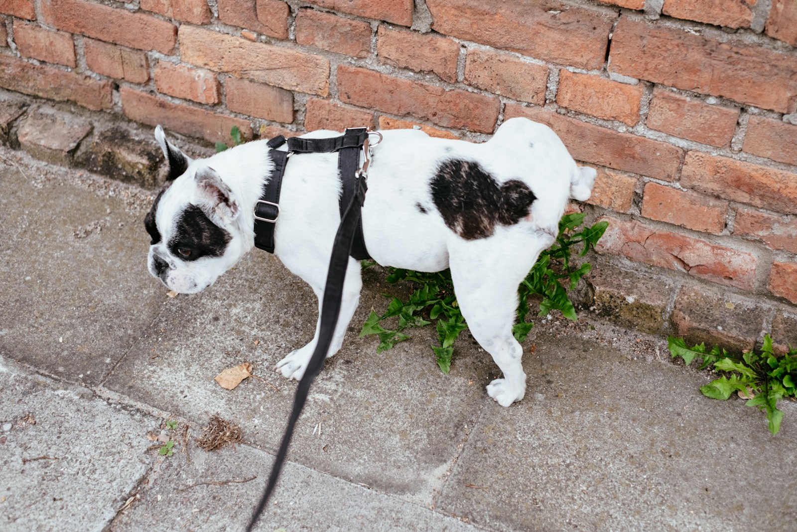 Will Dog Pee Kill Plants? How to Protect Your Garden Naturally