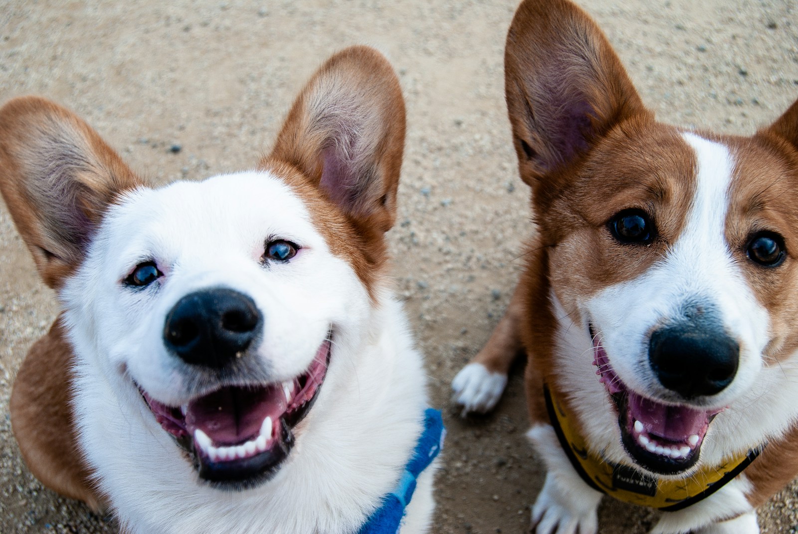 two white-and-tan dogs Which Dog Breeds Shed the Least